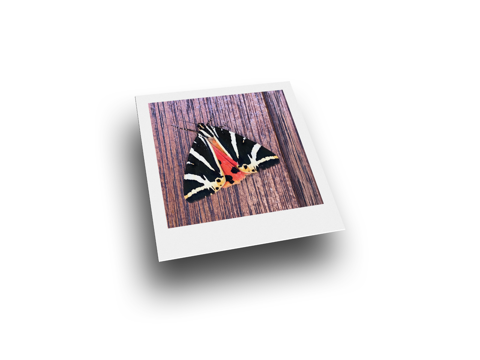 Bild: Russischer B&auml;r