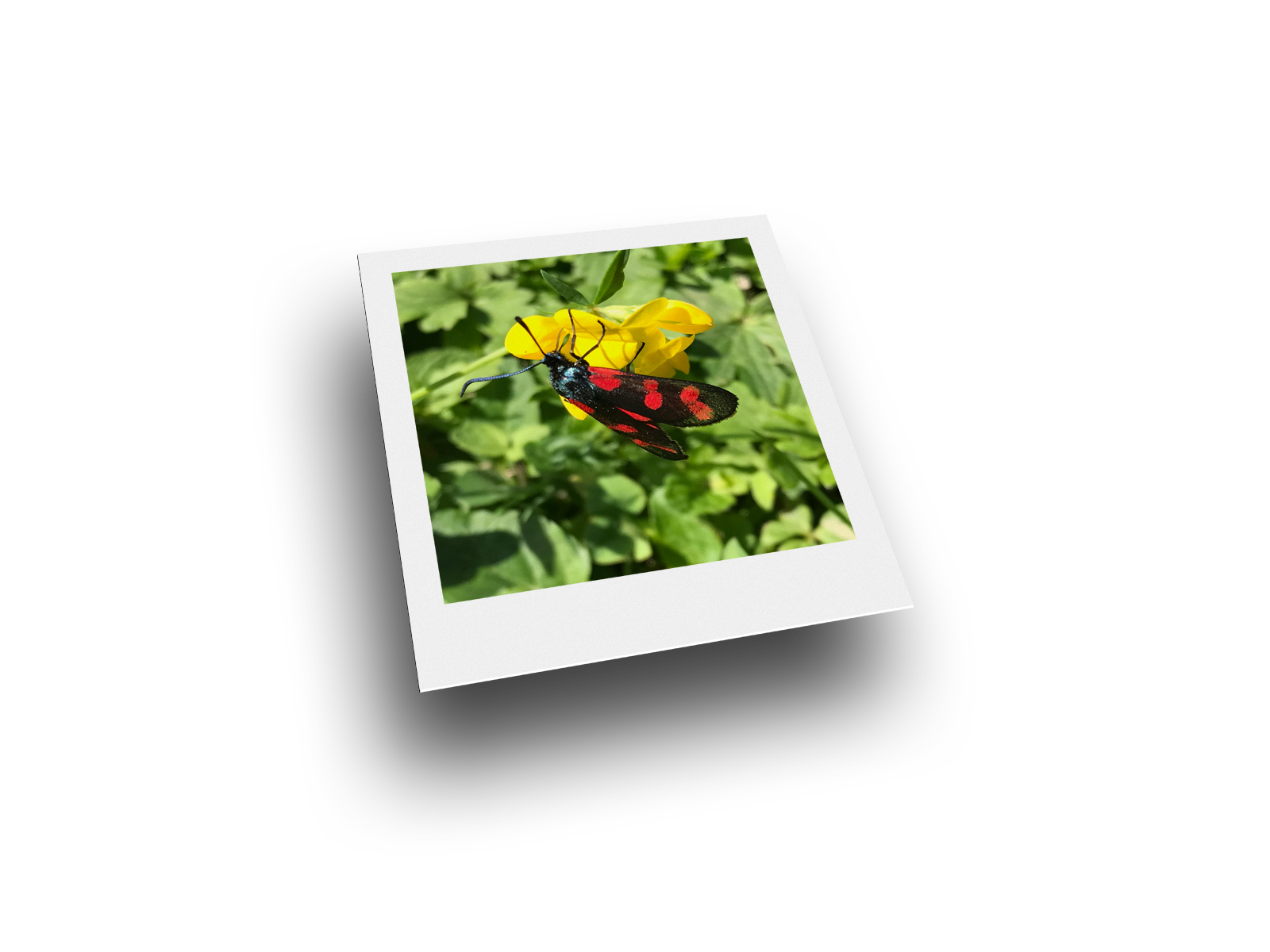 Bild: Blutstr&ouml;pfchen