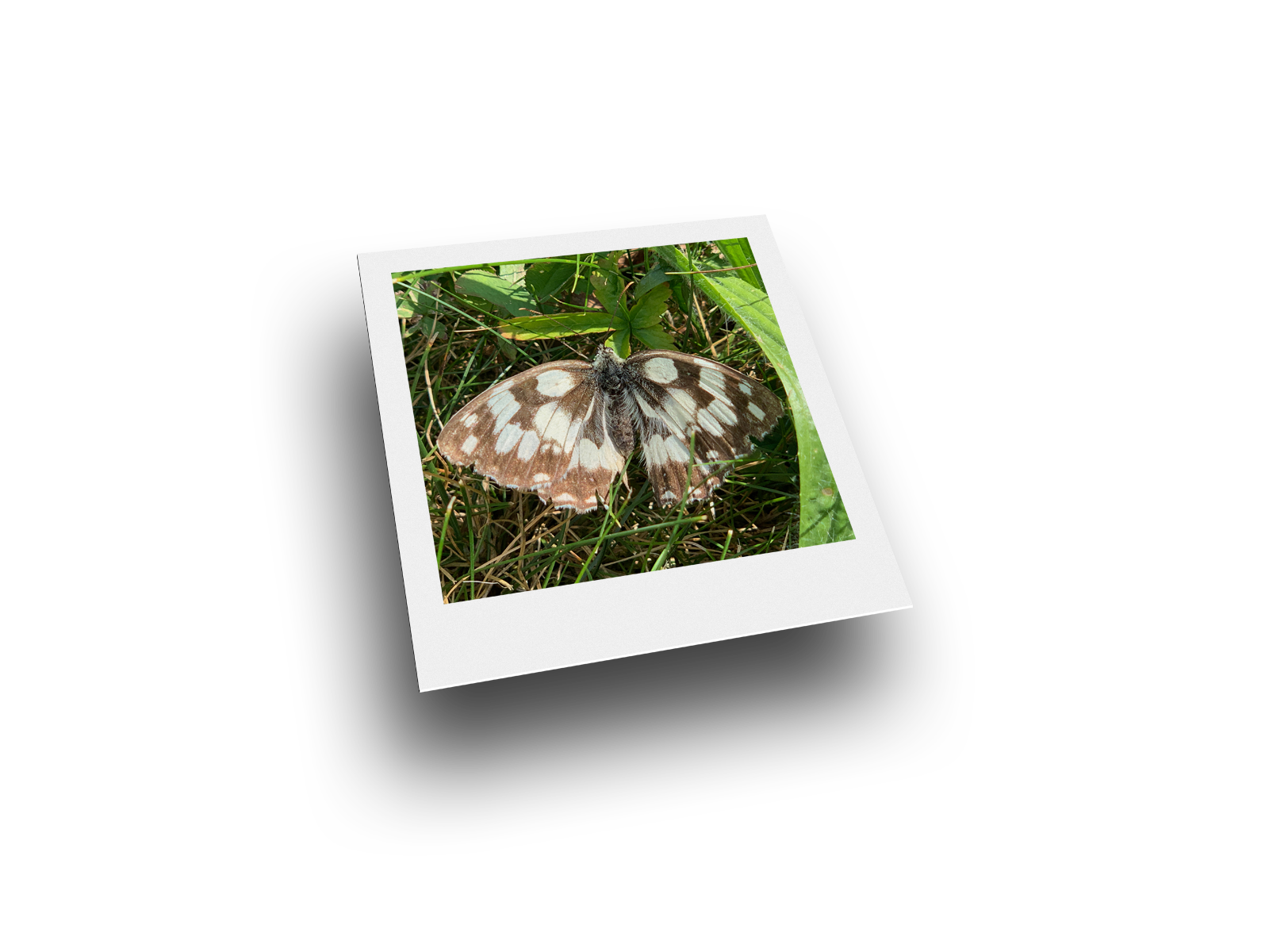 Bild: Schachbrettfalter