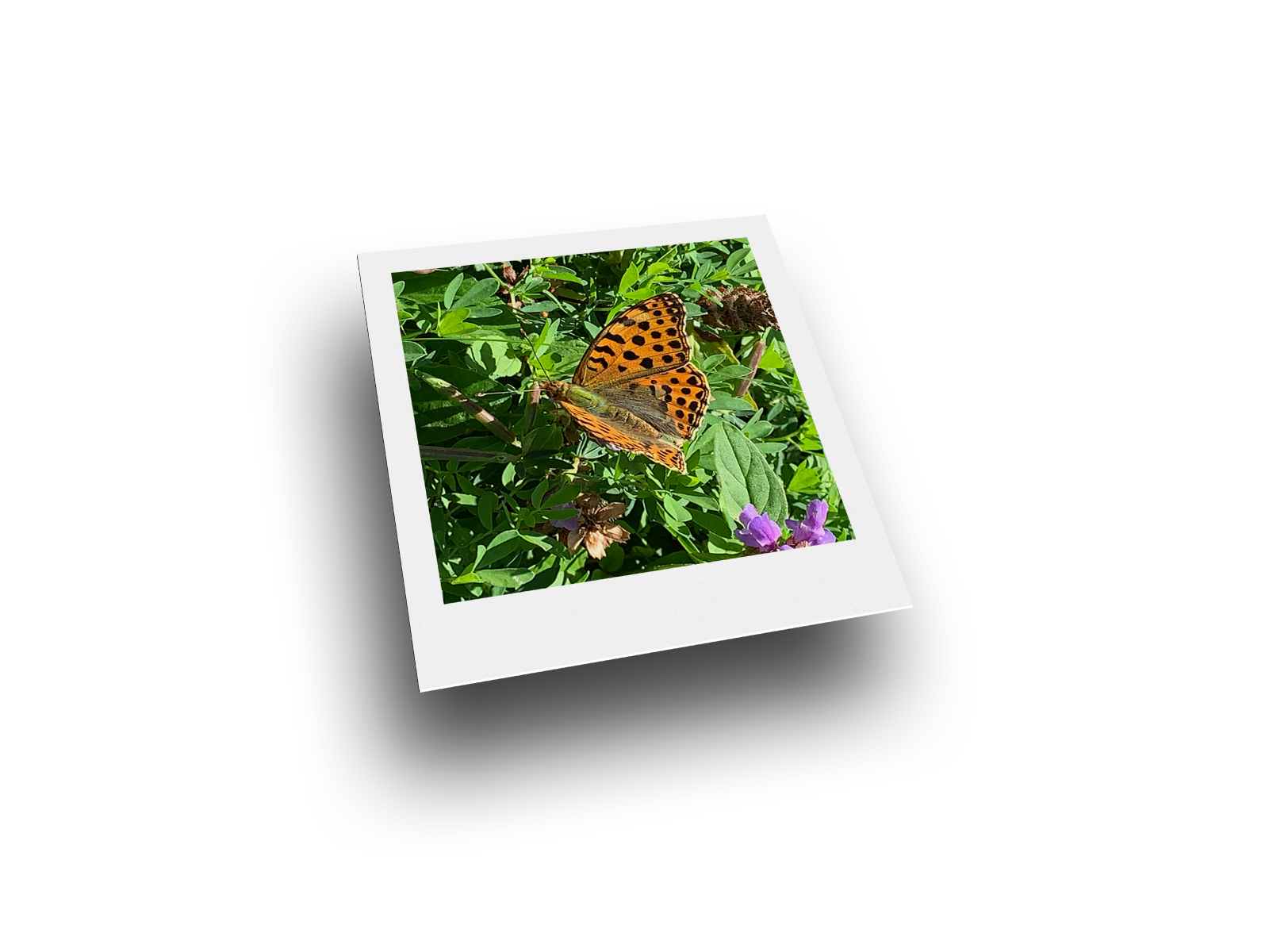 Bild: Kleiner Perlmuttfalter