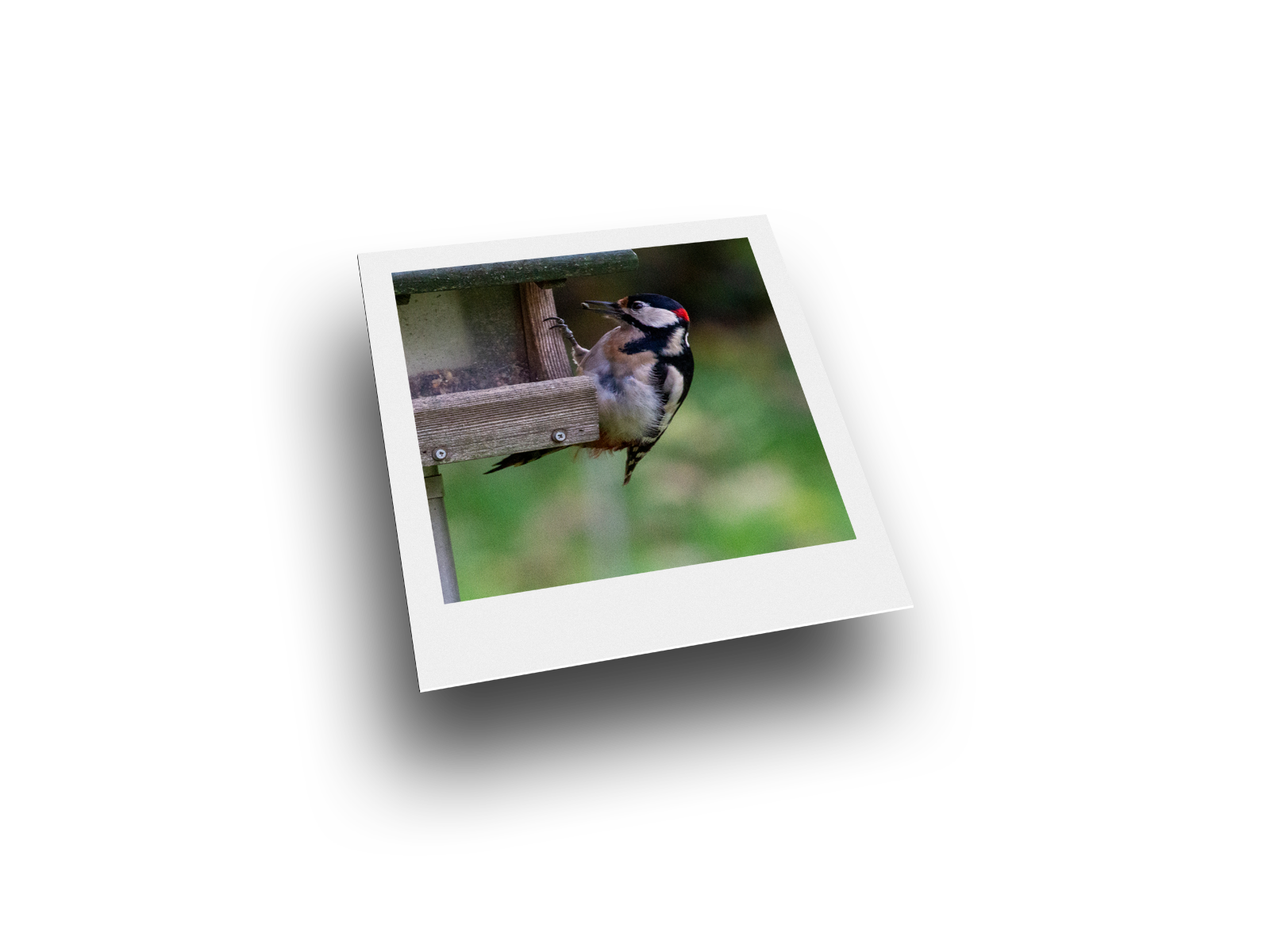 Bild: Buntspecht